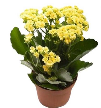 Kalanchoe Yellow Flower Plant