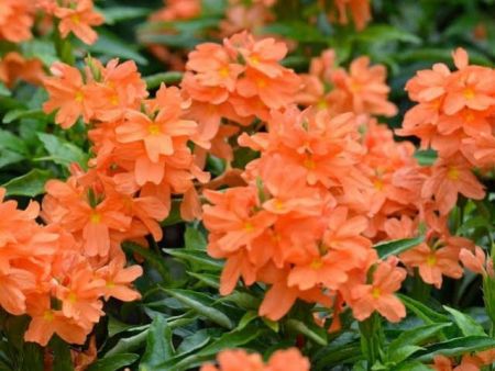 Kanagambaram FLower Plant Pink