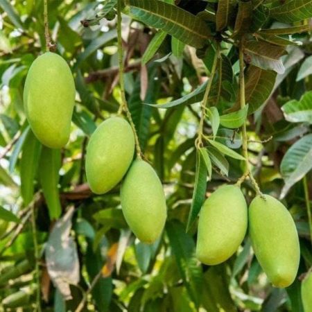 Kesar Mango Plant with nursery cover