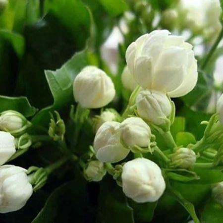 Kundu Malli Plant
