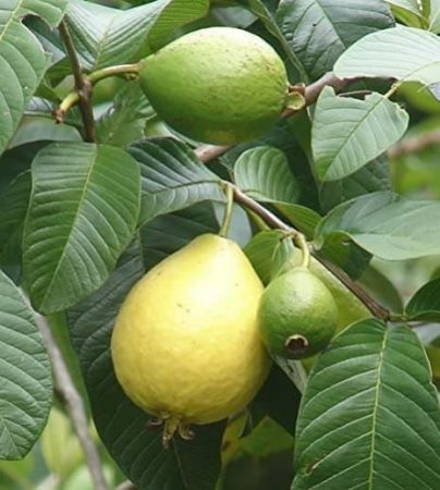 Lalit Guava Plant