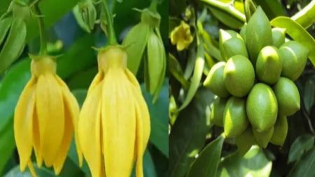 Manoranjitham Flower Plant