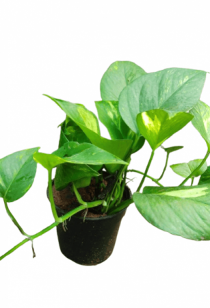 Money Plant Marble With 4 inch pot