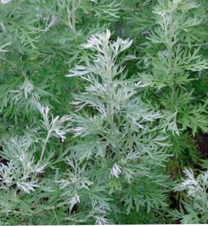 Marikozhundhu plant with nursery cover