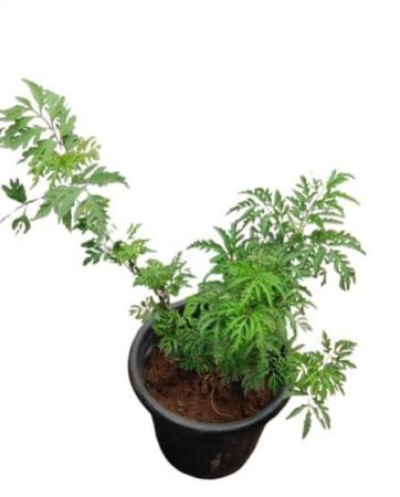 Ming Aralia with nursery cover