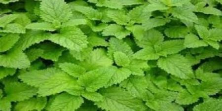 Mint Tulsi Plant with nursery cover