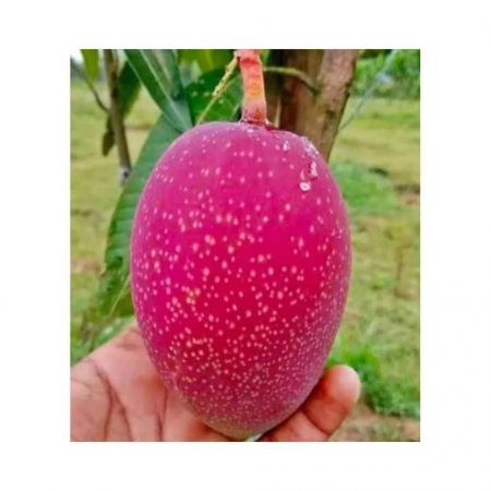 Miyazaki Mango Plant with nursery cover