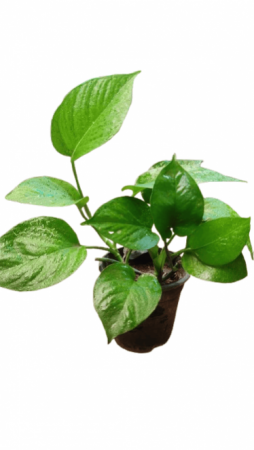 Money Plant Green With 4 inch pot