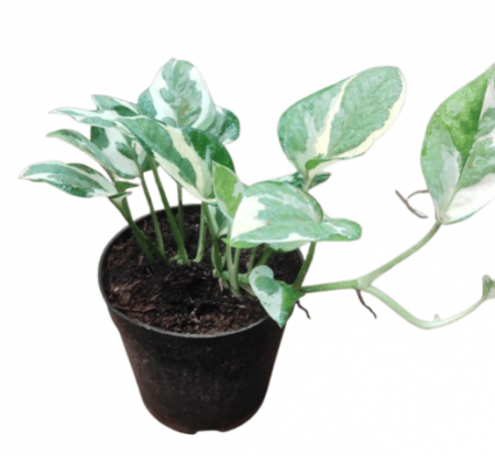 Money Plant Variegated With 4 inch pot