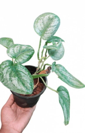 Money Plant Silver With 4 inch pot