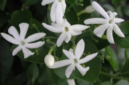 Mullai Flower Plant
