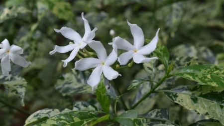 Nadiyavattai Variegated Flower Plant (Tagar Variegated - Plant)