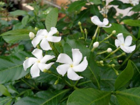 Nandiyavattai Single Flower Plant