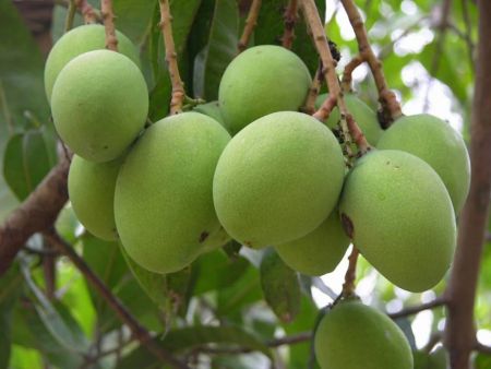 Neelam Mango Fruit Plant with nursery cover
