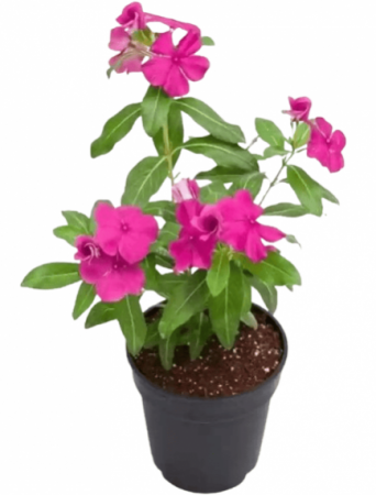 Nithya Kalyani Plant -Pink