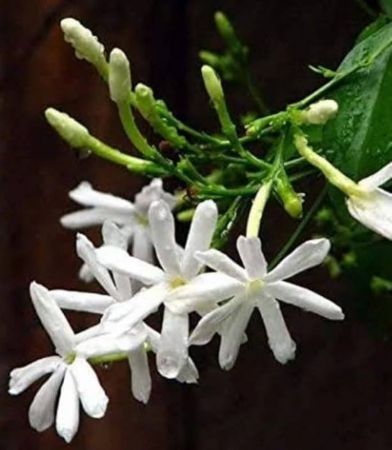 Nithya Malli Flower Plant