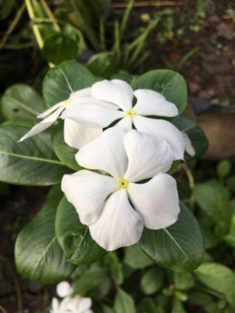 Nithya Kalyani  Plant - White  (Catharanthus roseus)