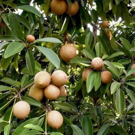 Sapota Fruit Plant with nursery cover