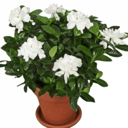 Paarijatham Flower Plant Grafted