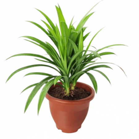 Biriyani Leaf (Pandan Leaf ) with nursery cover
