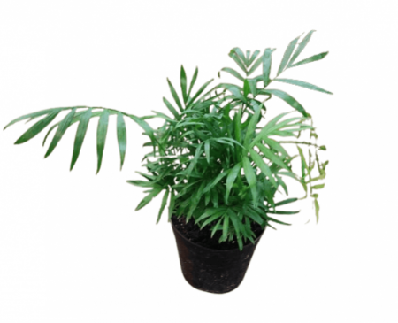 Parlor Palm (Mini palm) plant with 3 inch pot