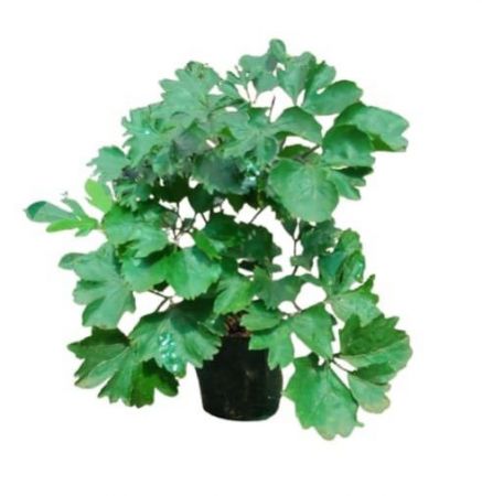 Parsley Aralia with nursery cover