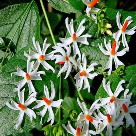 Pavalamalli Flower Plant