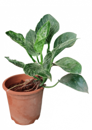 Philodendron Berkin with 4 inch pot