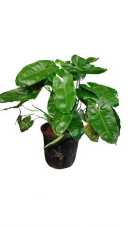 Philodendron Burle Marx with 4 inch pot