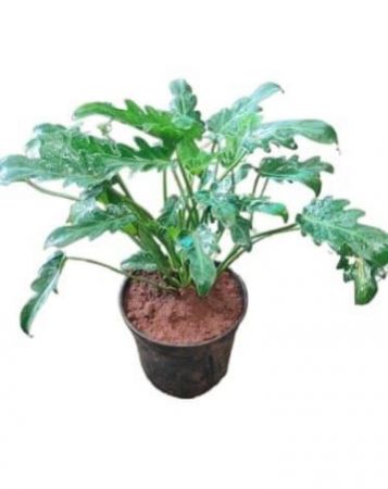 Philodendron Plant green with 4 inch pot