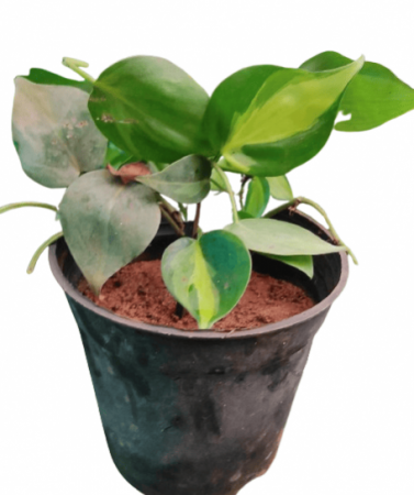 Philodendron Heart Leaf Plant Variegated with 4 inch pot