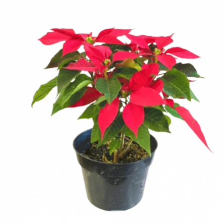 Poinsettia Pink Shade Plant with 4inch pot