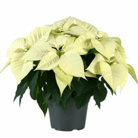 Poinsettia white Shade Plant with 4inch pot