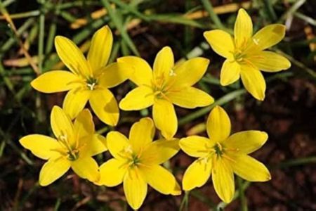 Rain Lily Flower Plant Yellow Color