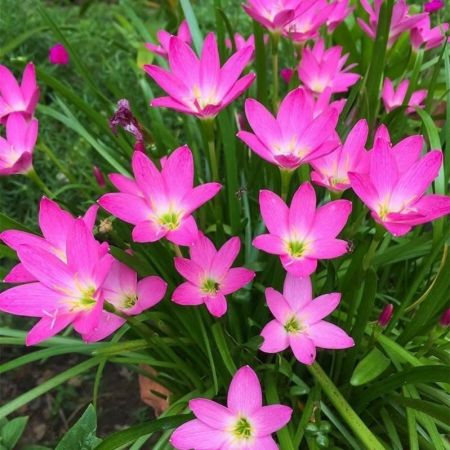 Rain lily Plant Pink color