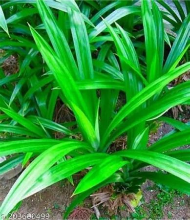 Ramba Leaf with nursery cover