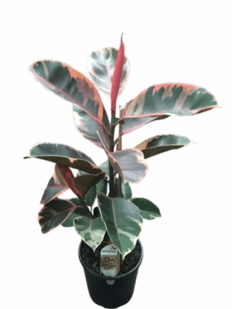 Rubber Plant Variegated with 4inch pot