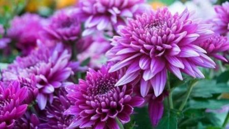 Samanthi Flower plant Purple Color (Chrysanthemum Purple)with 4 inch pot