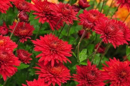 Samanthi Flower Plant Red Color ( Chrysanthemum Red Color ) with 4 inch pot