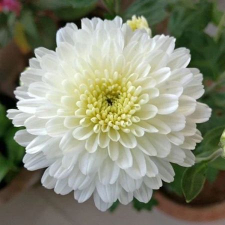 Samanthi White Flower Plant (Chrysanthemum White Color ) with 4 inch pot
