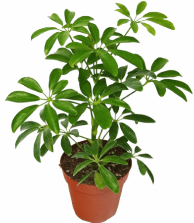 Schefflera Green Plant with 5 inch pot