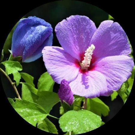 Hibiscus Hawaiian Flower Plant Purple Color with 8 inch pot
