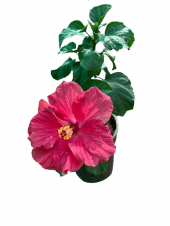 Hibiscus Flower Plant Hawaiian Red Color with 8 inch pot