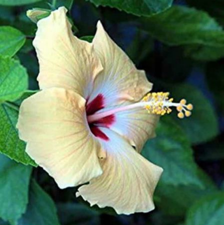 Hibiscus Hawaiian Flower Plant Sandle Color with 8 inch pot