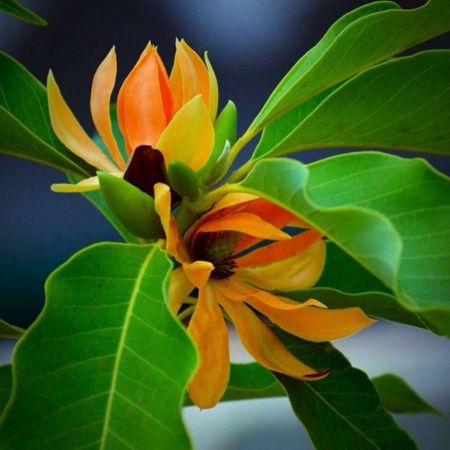 Senbagam Flower Plant Grafted with 13*13 nursery cover