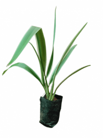 Dianella Tasmanica Plant wit nurser cover
