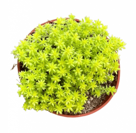 Sun stone crop gold with 5 inch pot