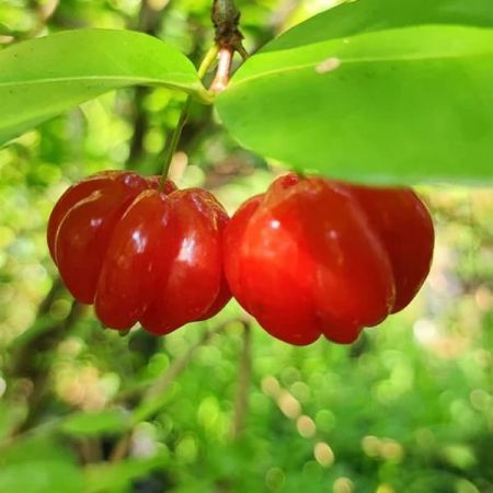 Surinam Cherry Plant with nursery cover