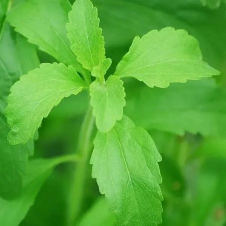 Sweet Tulsi Plant With Nursery Cover
