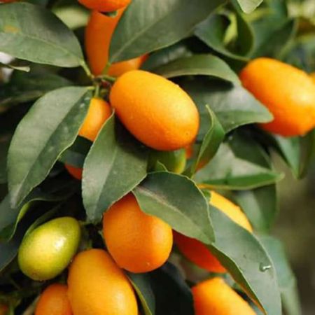 Sweet Lemon Plant with nursery cover